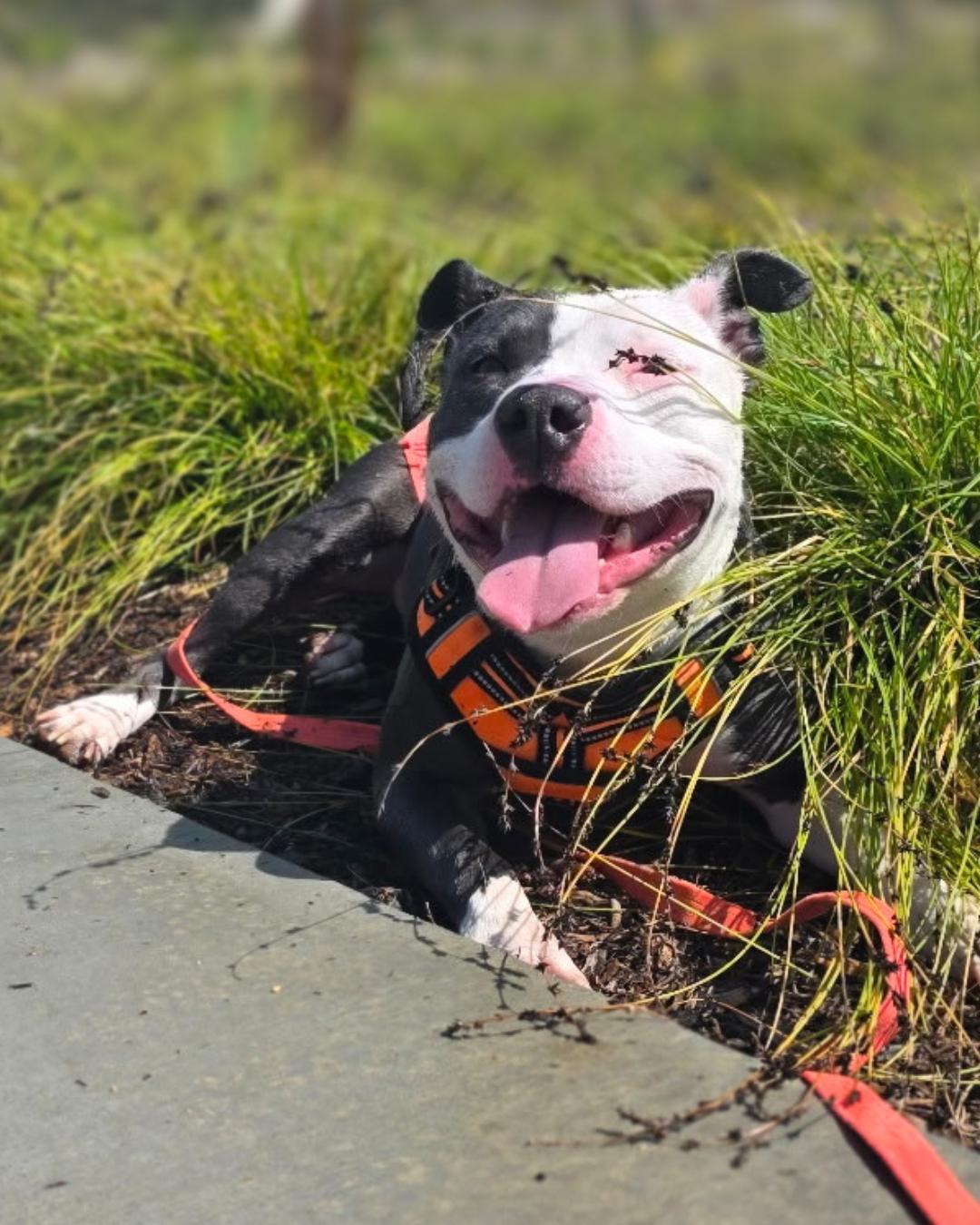 Enlarge James (aka Bunny), a Adoptable Pit Bull Terrier in Valley Village, CA image 2/6