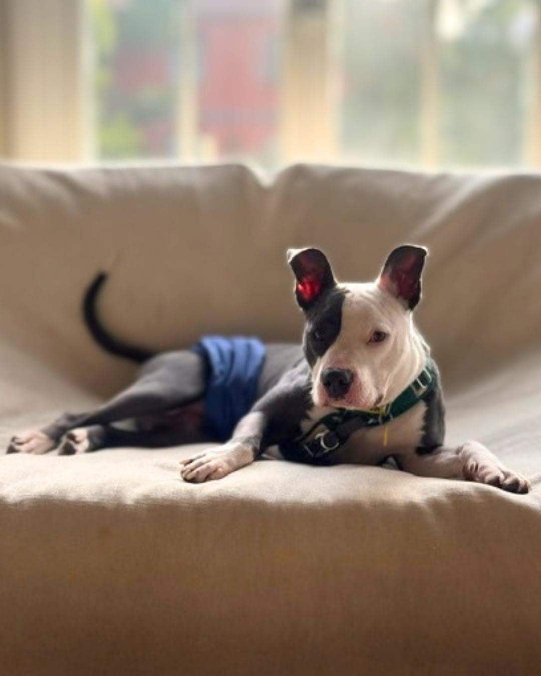 Enlarge James (aka Bunny), a Adoptable Pit Bull Terrier in Valley Village, CA image 2/6