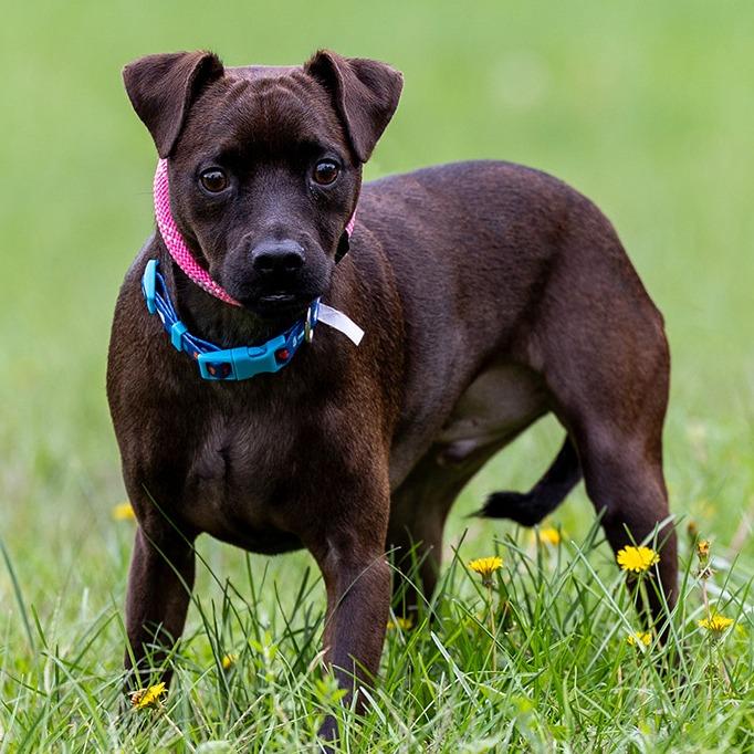 Buddy, Adoptable, Young Male Chihuahua & Mixed Breed.