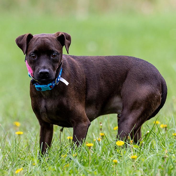 Enlarge Buddy, a Adoptable mixed breed in Council Bluffs, IA image 2/4