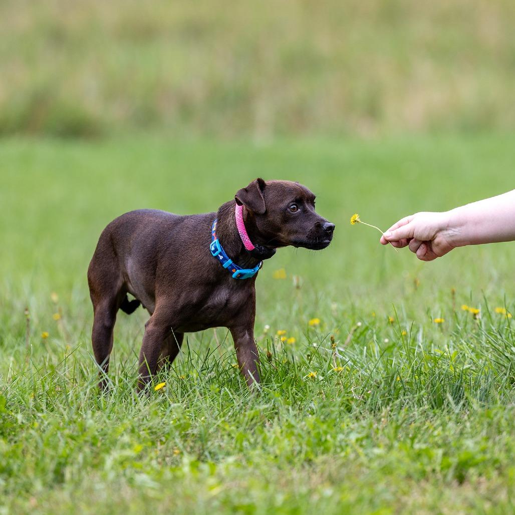 Enlarge Buddy, a Adoptable mixed breed in Council Bluffs, IA image 3/4