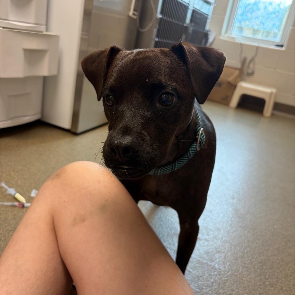 Enlarge Buddy, a Adoptable mixed breed in Council Bluffs, IA image 4/4