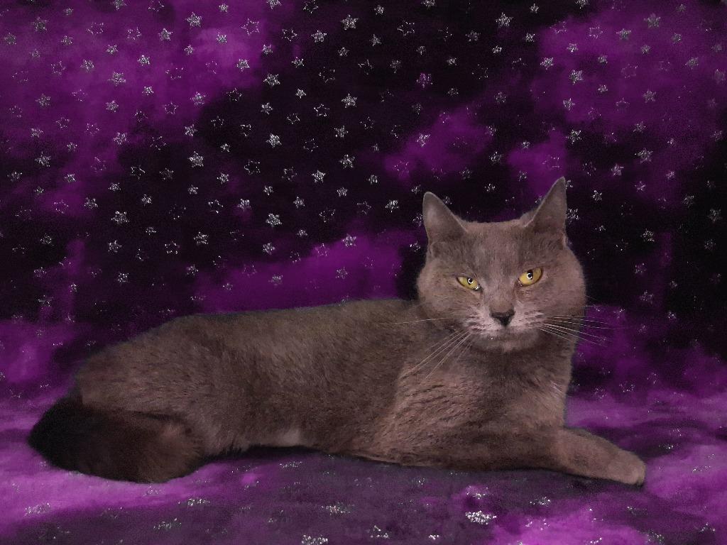 Enlarge DAKOTA, a Adoptable mixed breed in Wintersville, OH image 1/3