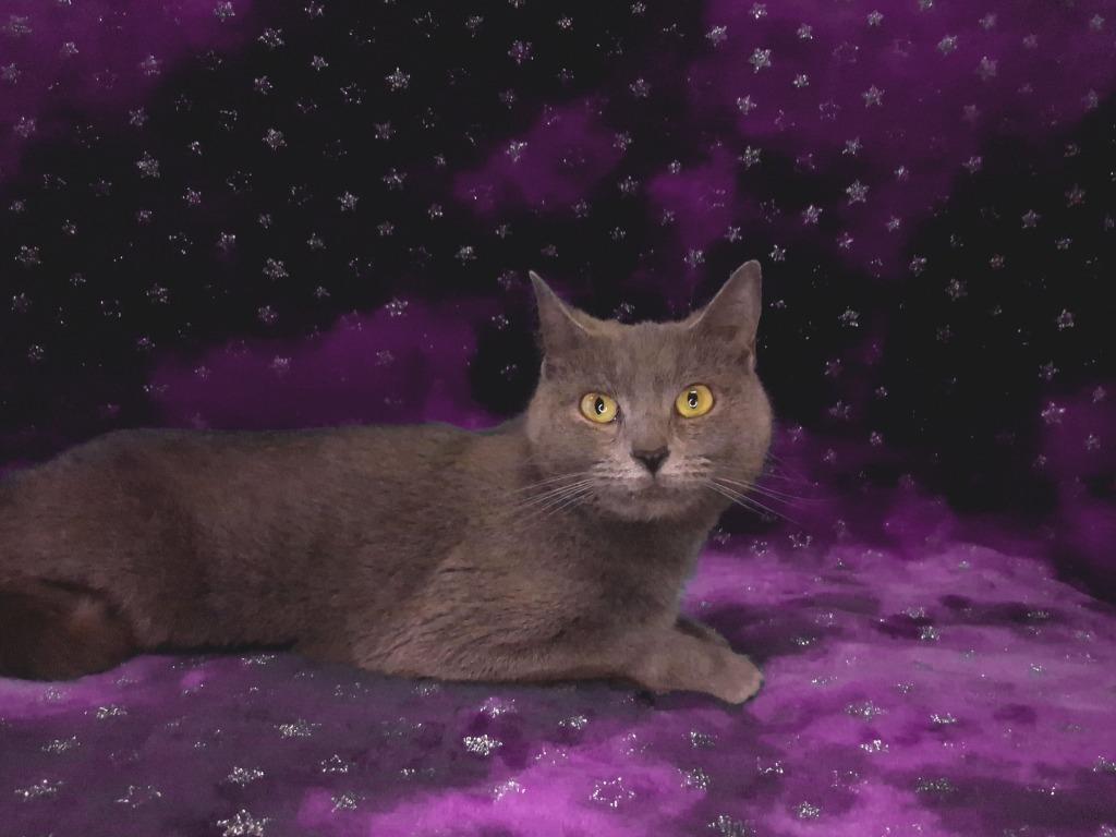 Enlarge DAKOTA, a Adoptable mixed breed in Wintersville, OH image 2/3