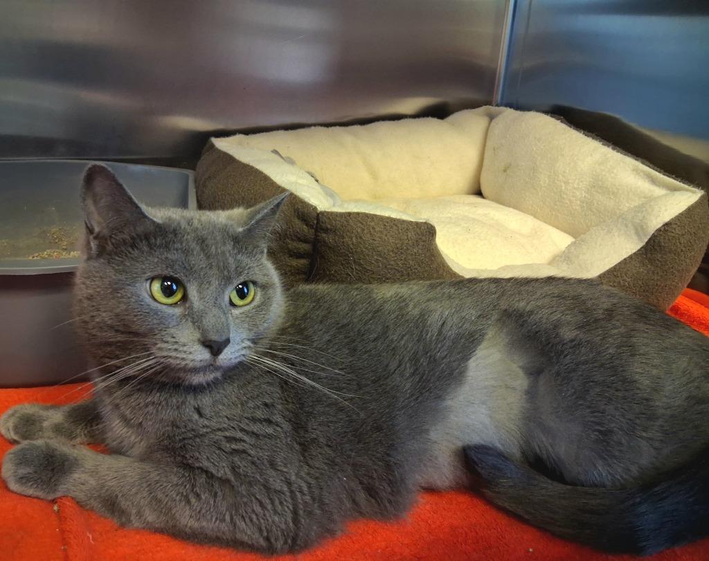 DAKOTA, a Adoptable mixed breed in Wintersville, OH image 5/5