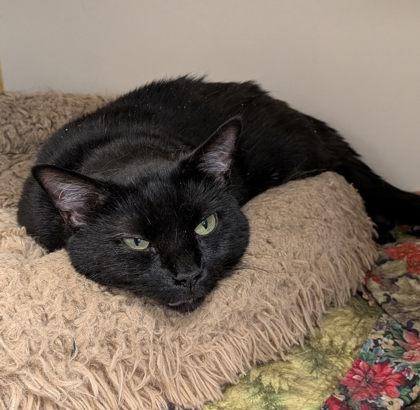 Enlarge Violet, a Adoptable Domestic Short Hair in Winchester, VA image 1/1