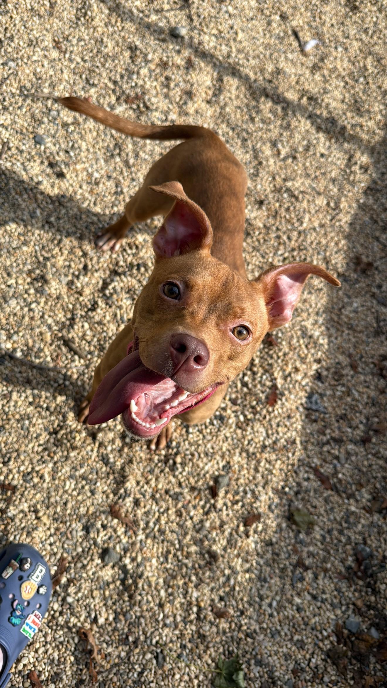 Enlarge Pebbles, a ADOPTABLE mixed breed in New Rochelle, NY image 4/4