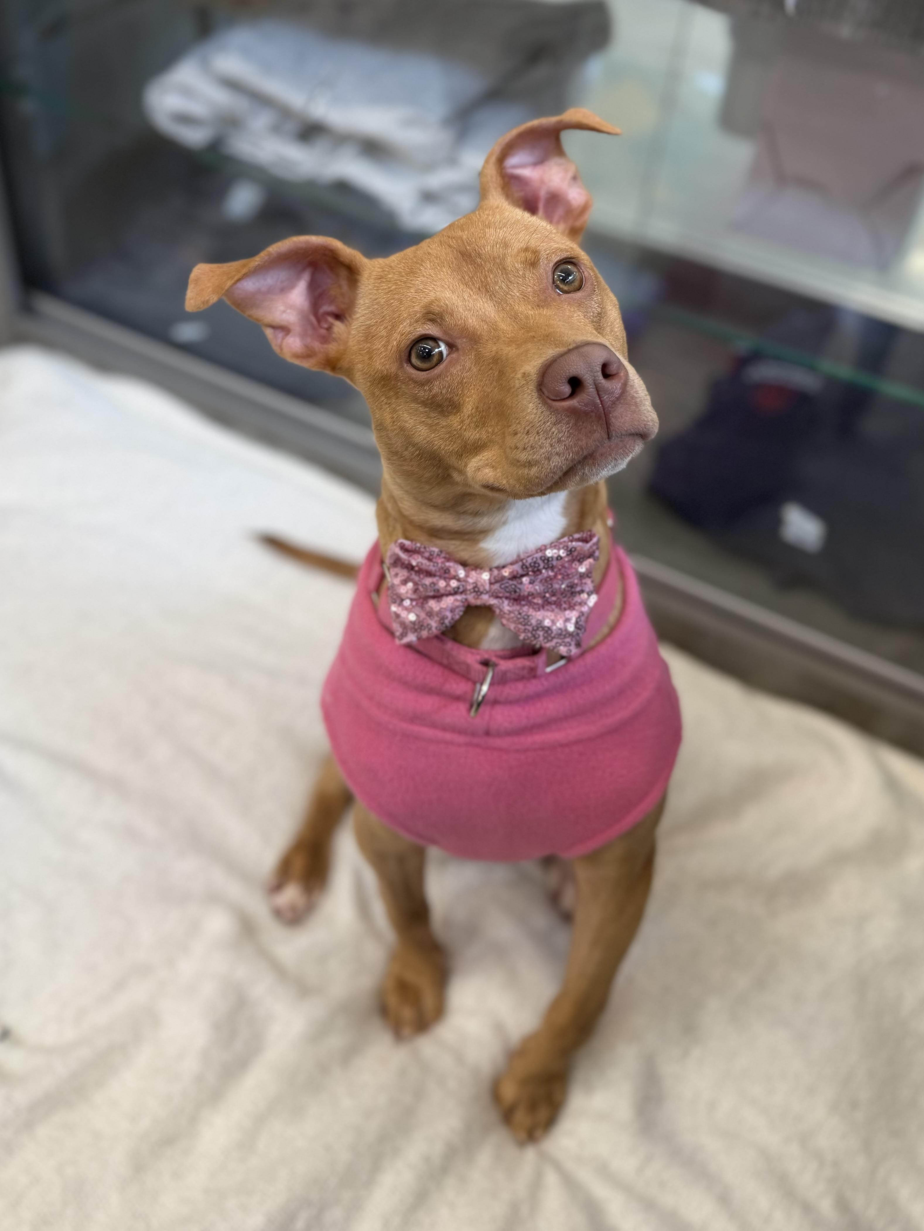 Enlarge Pebbles, a Adoptable mixed breed in New Rochelle, NY image 2/6
