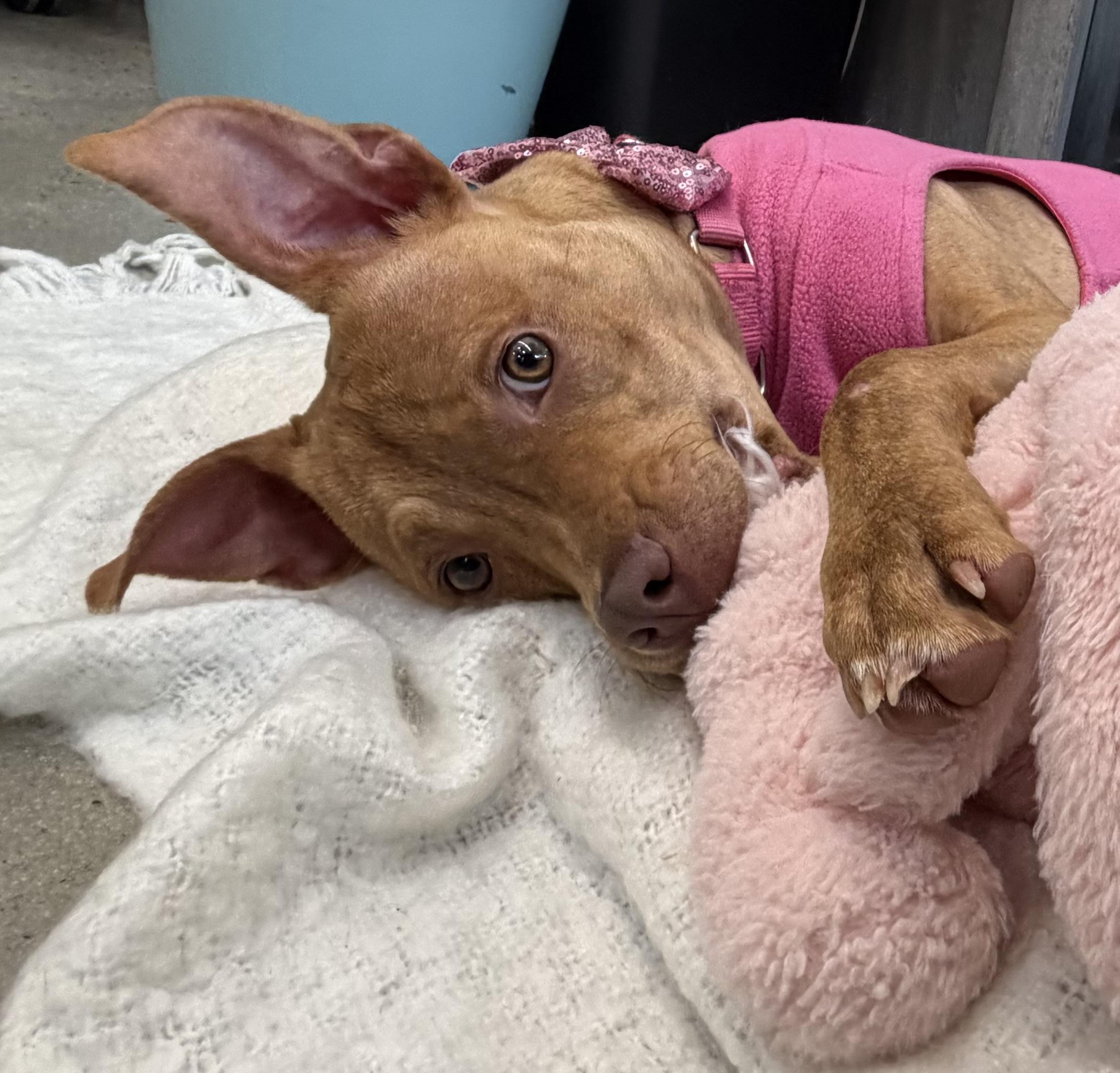 Enlarge Pebbles, a Adoptable mixed breed in New Rochelle, NY image 3/6