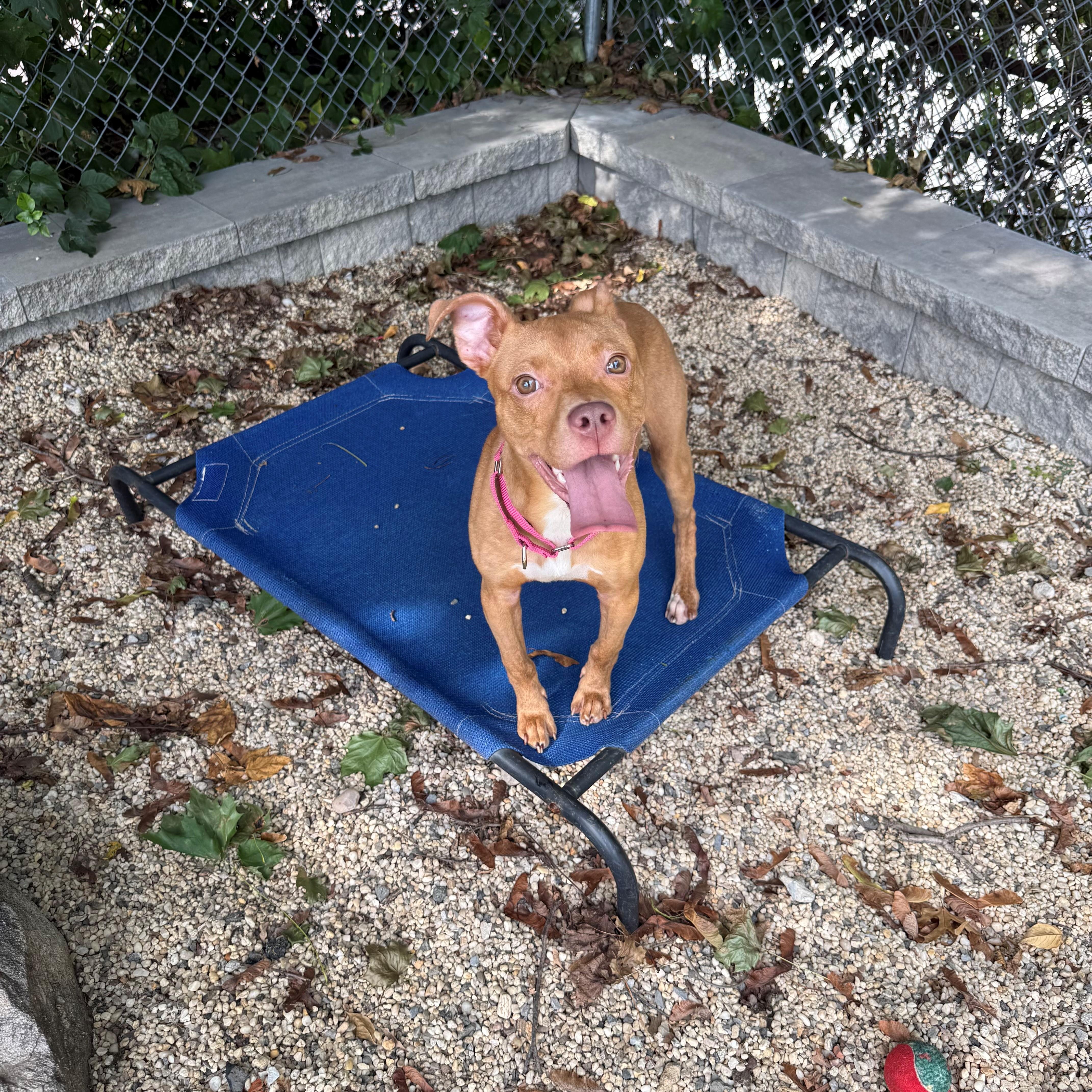 Enlarge Pebbles, a ADOPTABLE mixed breed in New Rochelle, NY image 2/4