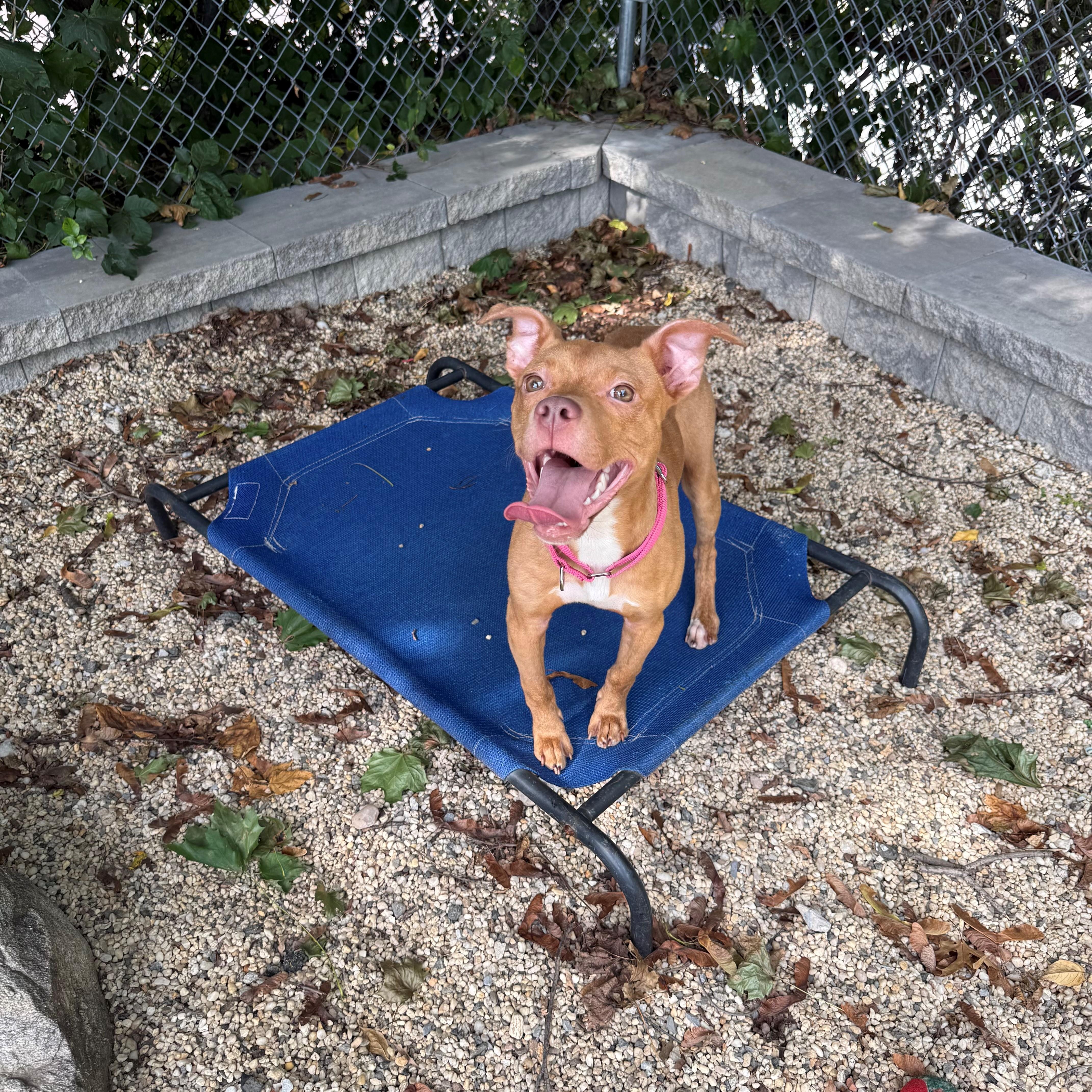 Pebbles, ADOPTABLE, Young Female Terrier.