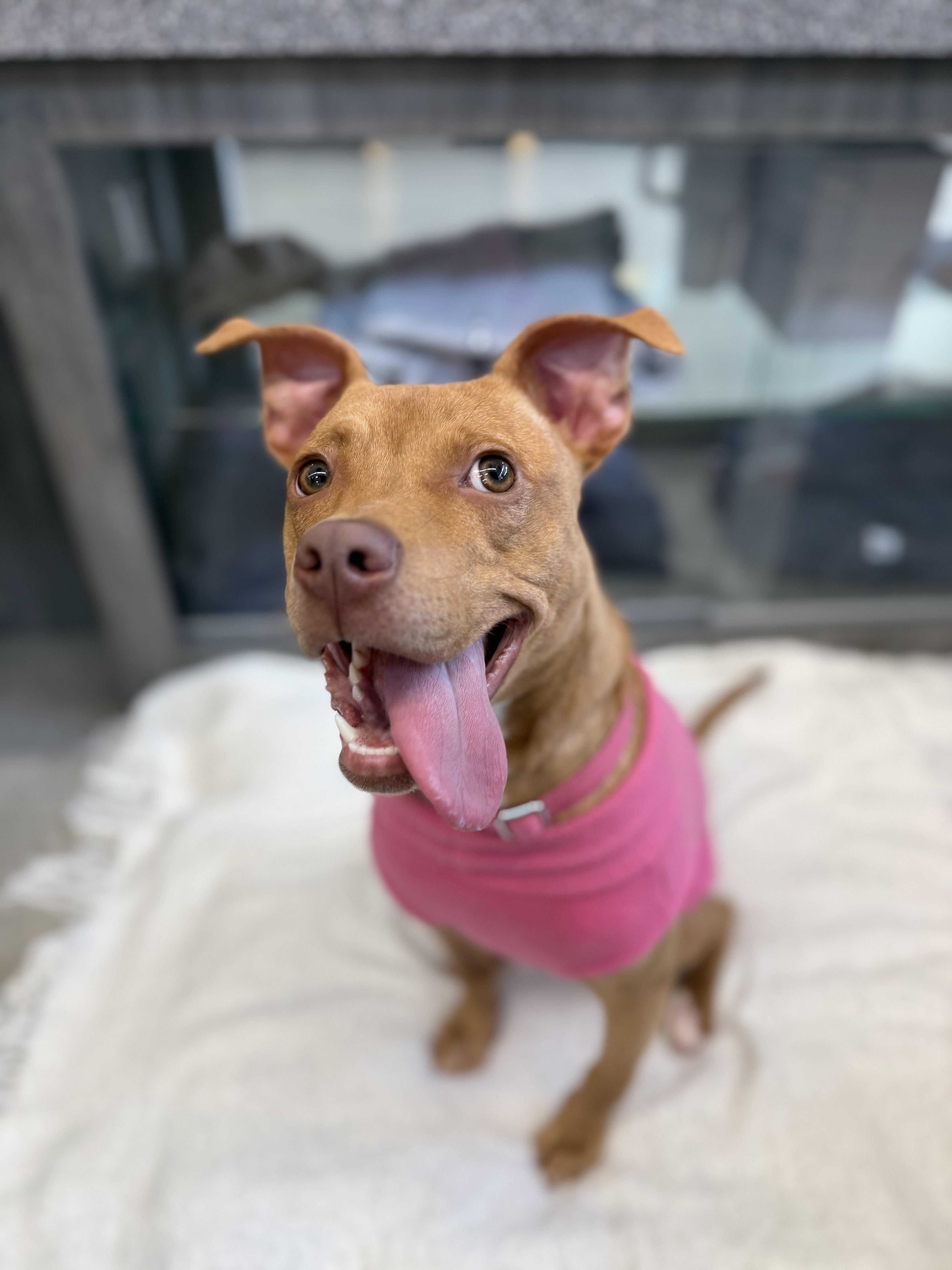 Enlarge Pebbles, a Adoptable mixed breed in New Rochelle, NY image 1/6