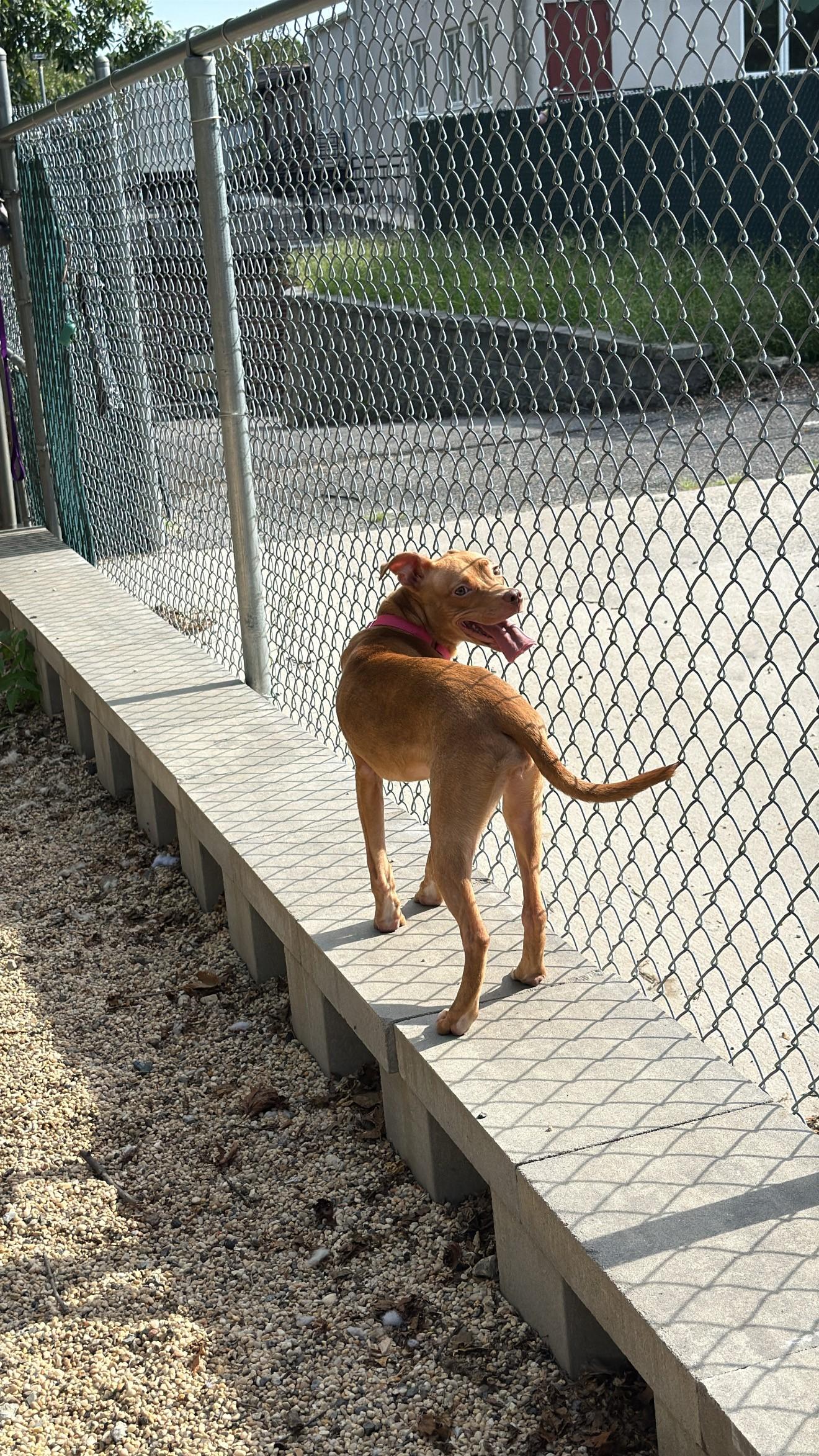 Enlarge Pebbles, a ADOPTABLE mixed breed in New Rochelle, NY image 3/4
