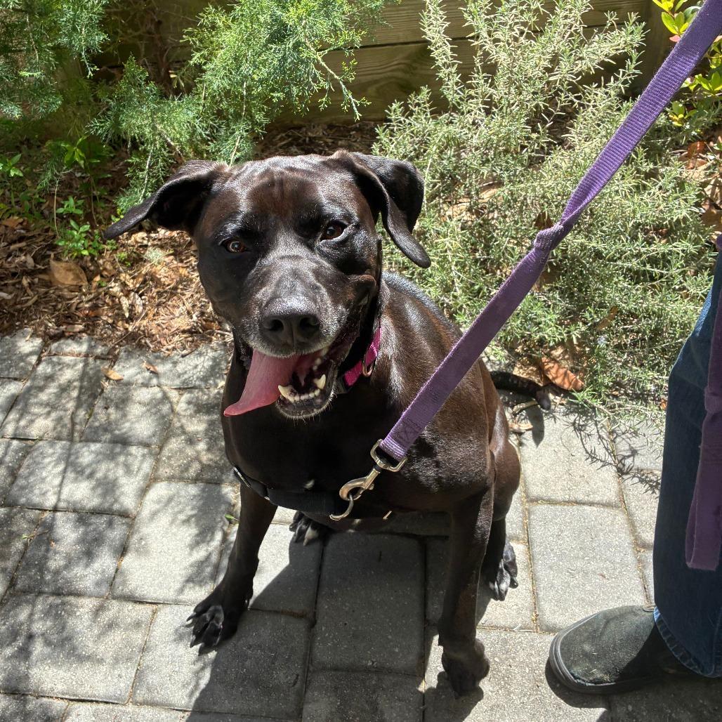 Miley, Adoptable, Adult Female American Bulldog.