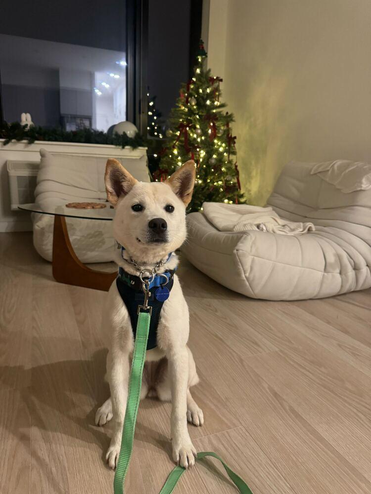 Ocean, Adoptable, Puppy Female Jindo.