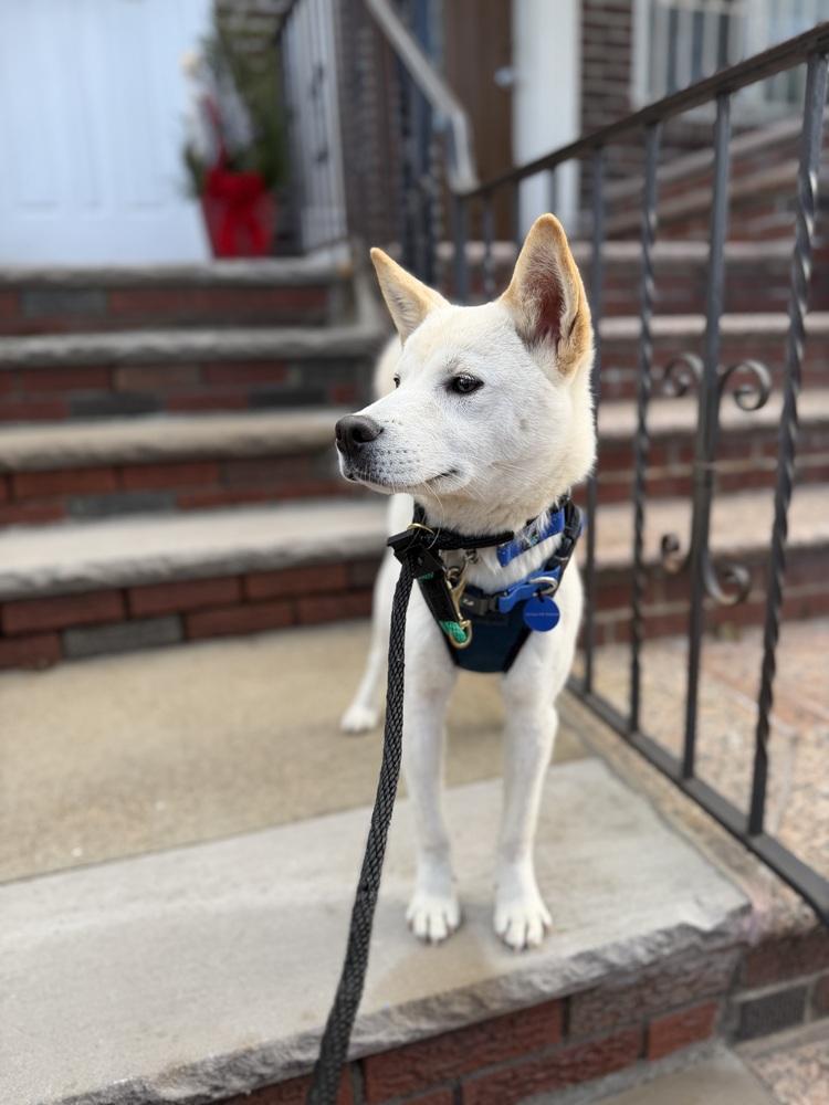 Ocean, Adoptable, Puppy Female Jindo.