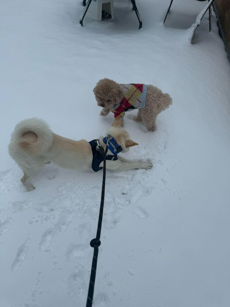 Ocean, Adoptable, Puppy Female Jindo.