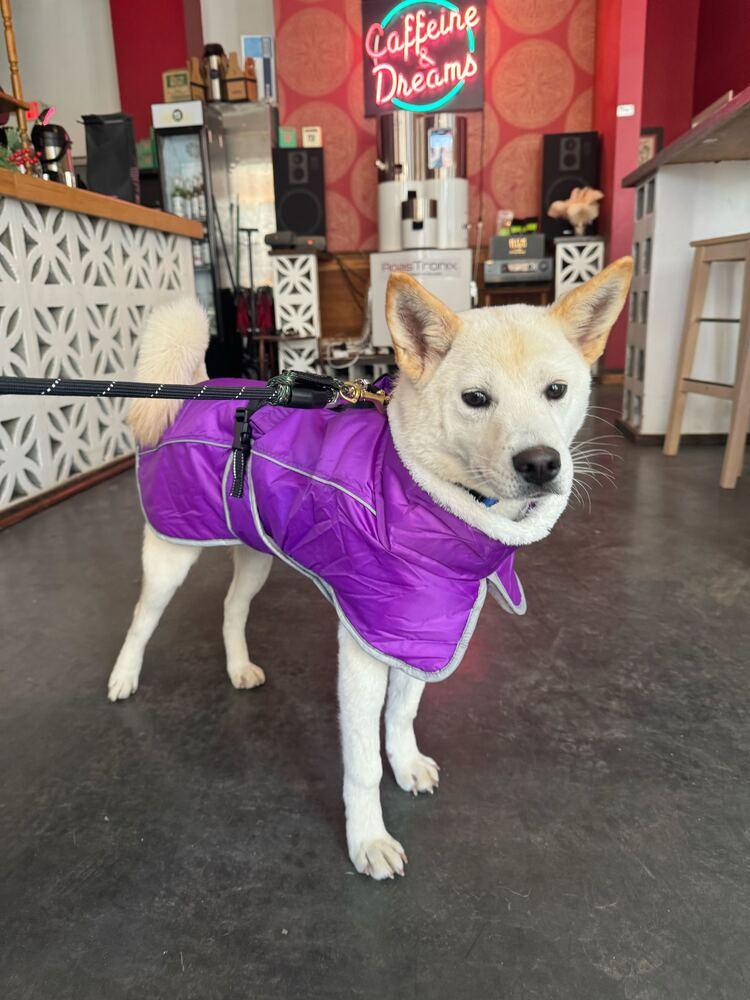 Enlarge Ocean, a Adoptable Jindo in Long Island City, NY image 2/5