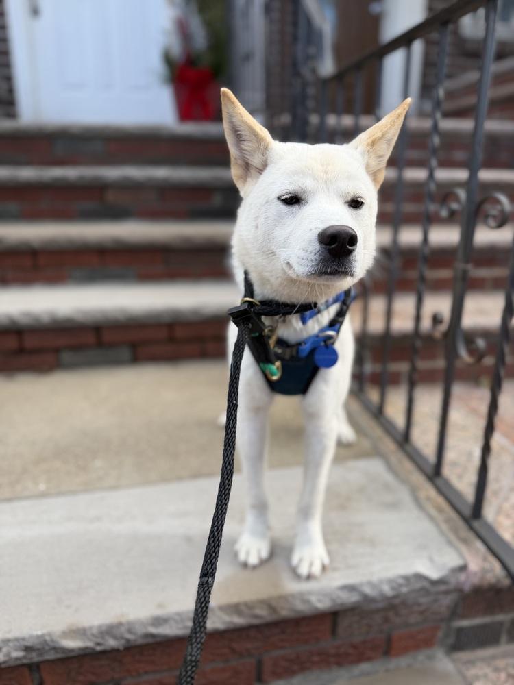 Enlarge Ocean, a Adoptable Jindo in Long Island City, NY image 3/5