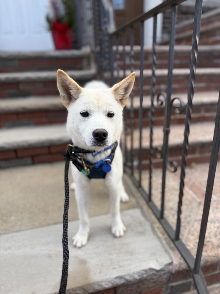 Enlarge Ocean, a Adoptable Jindo in Long Island City, NY image 4/5