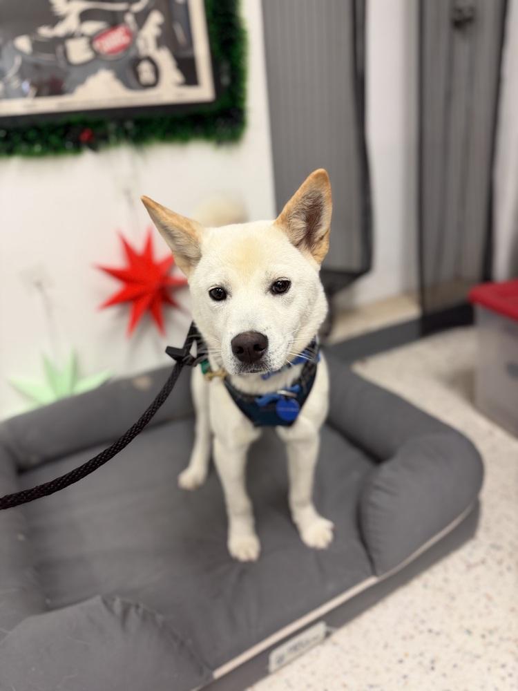Enlarge Ocean, a Adoptable Jindo in Long Island City, NY image 5/5