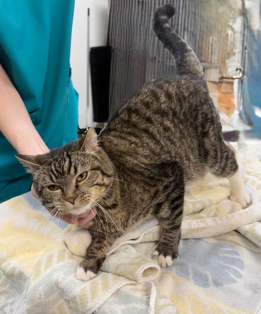 Winnie, Adoptable, Senior Female Domestic Short Hair.