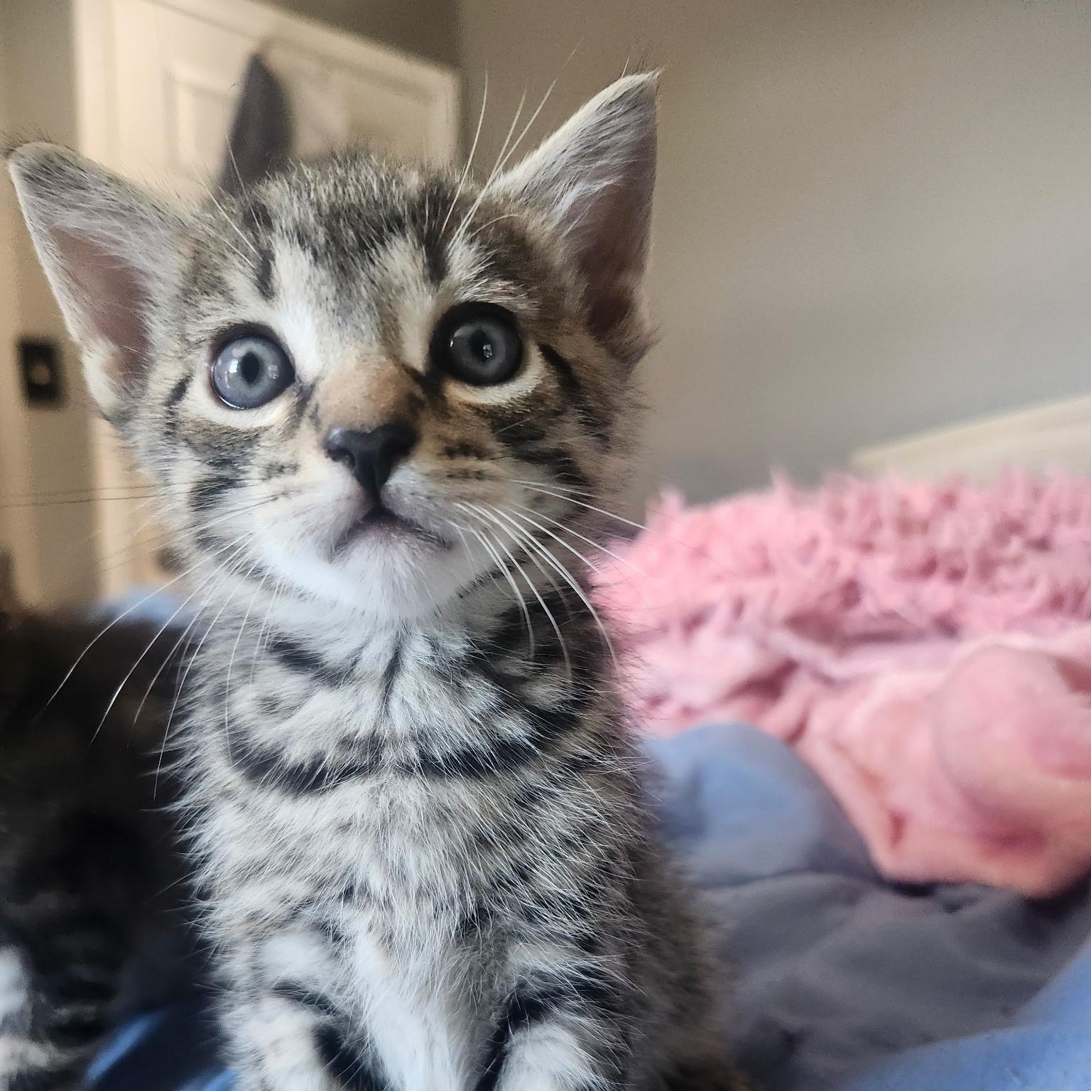Enlarge BRUSSELS, a Adoptable Tabby in Staten Island, NY image 4/4