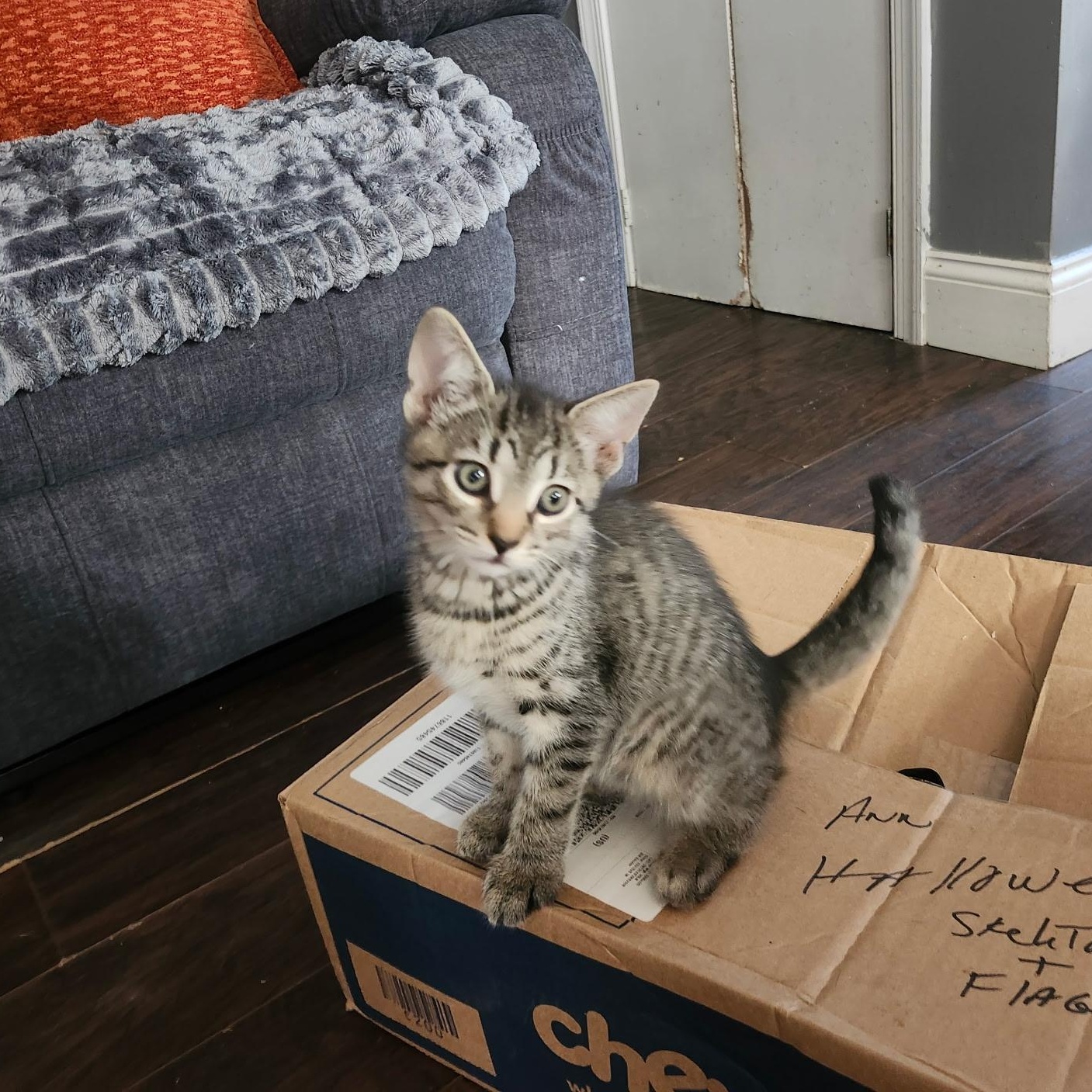 Enlarge BRUSSELS, a Adoptable Tabby in Staten Island, NY image 2/4