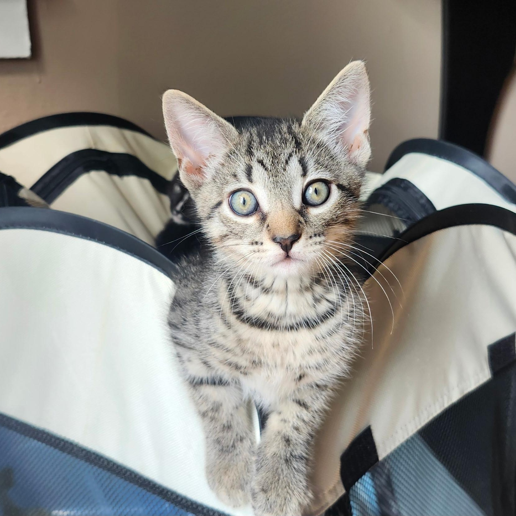 BRUSSELS, Adoptable, Kitten Male Tabby.