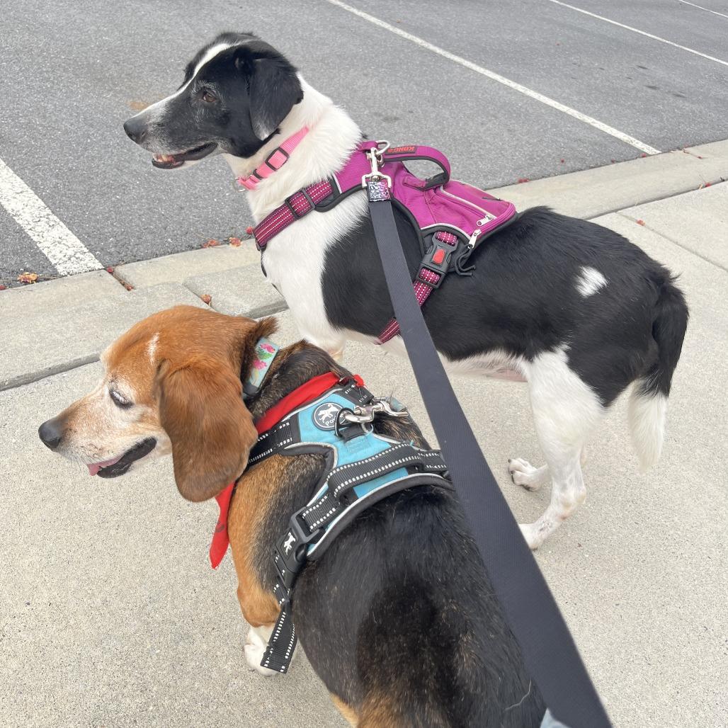 Ellie Mae, a Adoptable Mixed Breed in Alexandria, VA image 1/6