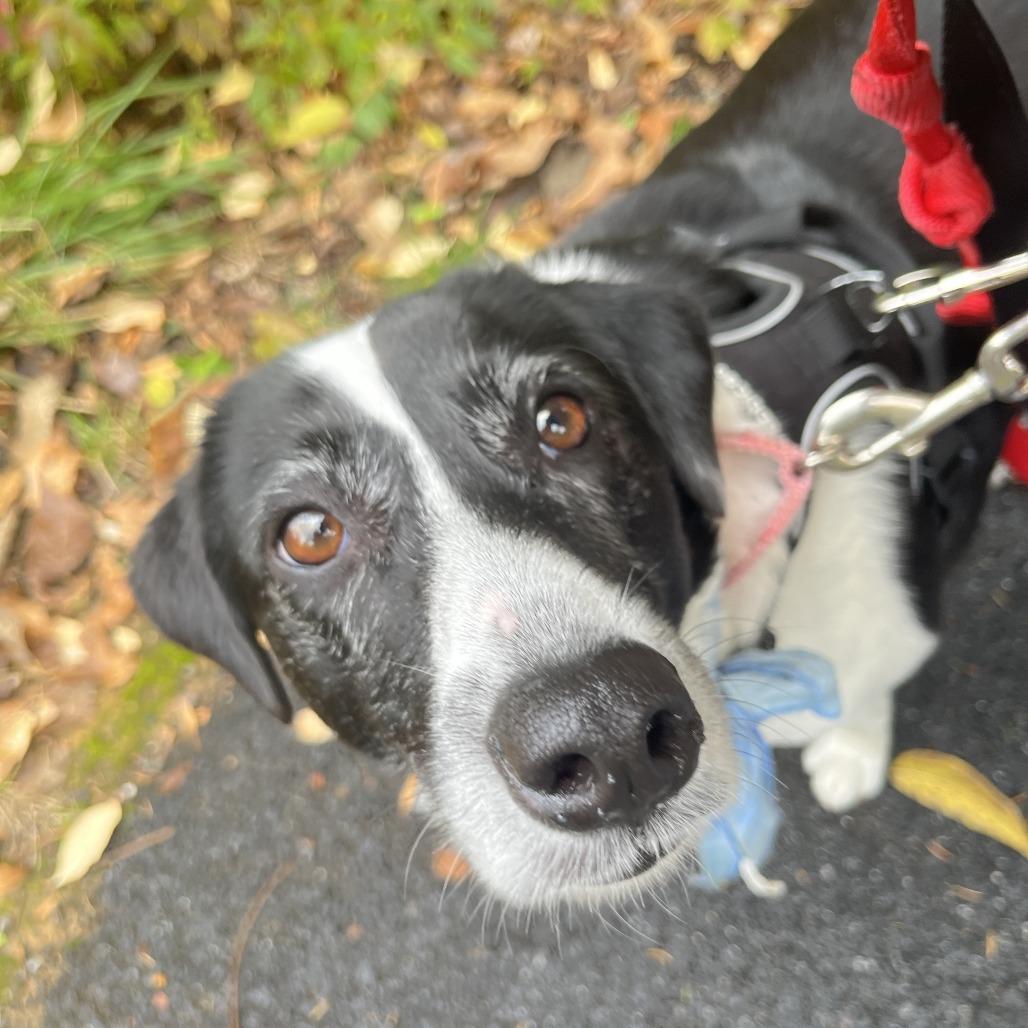 Ellie Mae, a Adoptable Mixed Breed in Alexandria, VA image 2/6