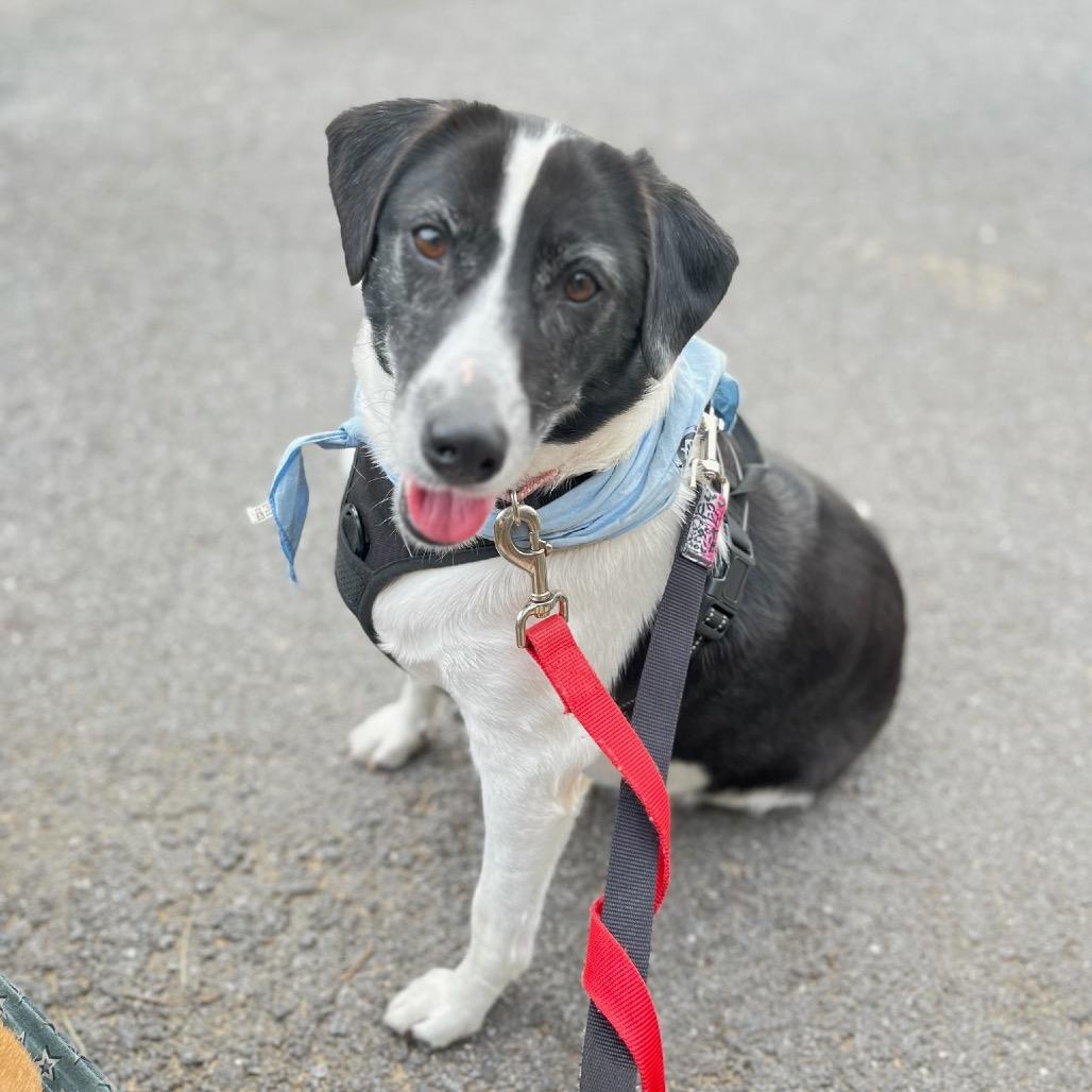 Ellie Mae, a Adoptable Mixed Breed in Alexandria, VA image 3/6