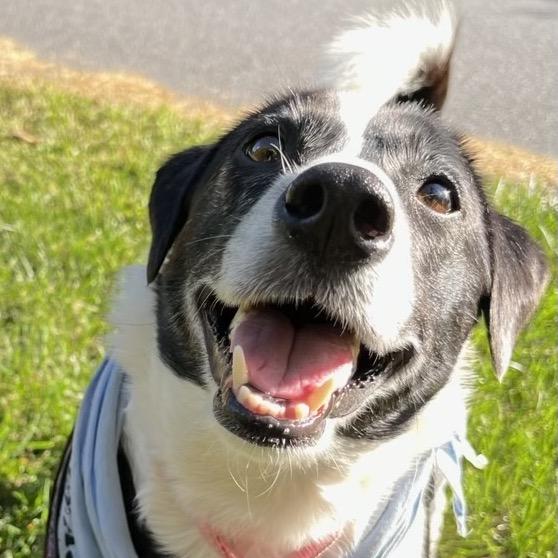 Ellie Mae, a Adoptable Mixed Breed in Alexandria, VA image 4/6