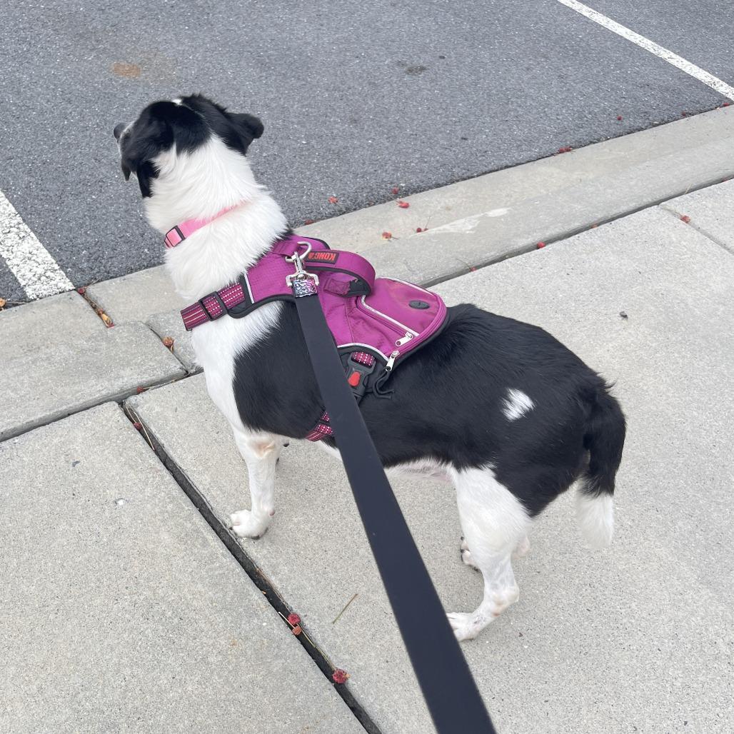 Ellie Mae, a Adoptable Mixed Breed in Alexandria, VA image 5/6