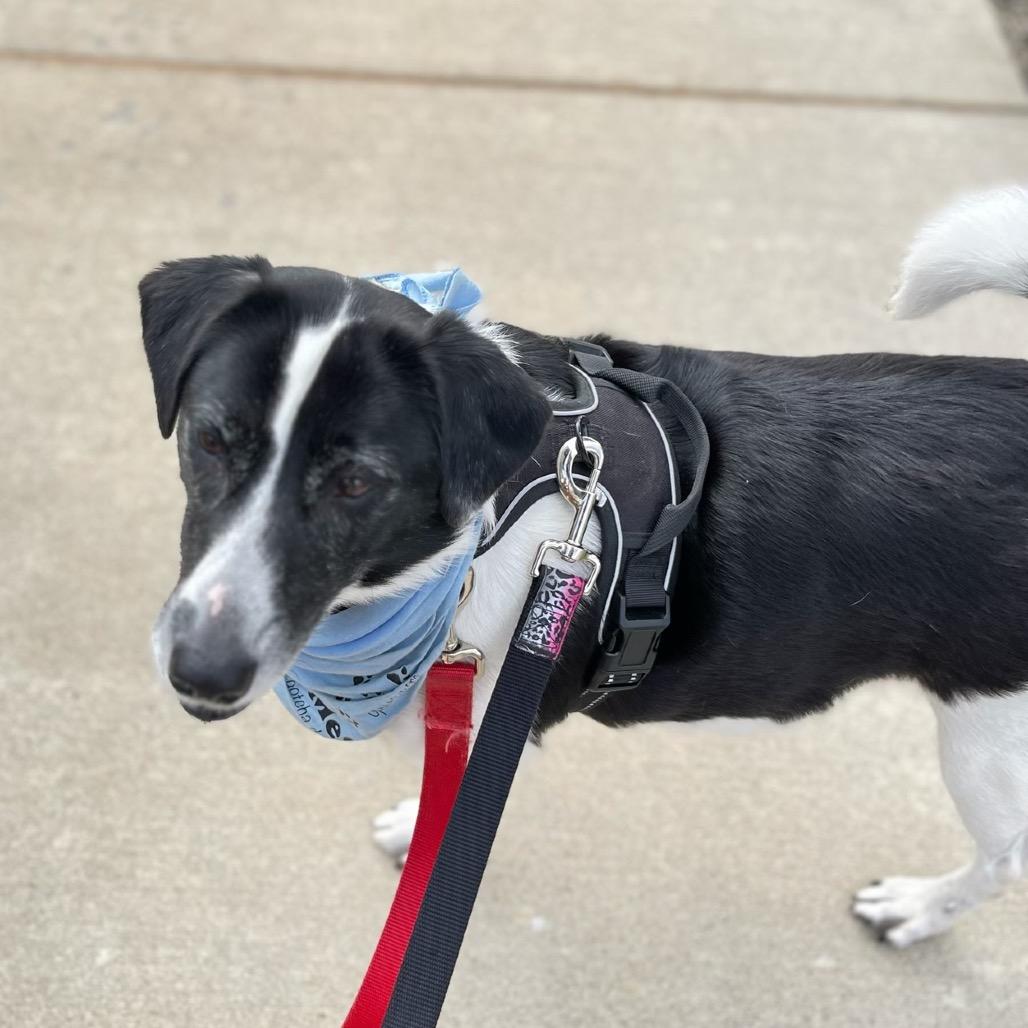 Ellie Mae, a Adoptable Mixed Breed in Alexandria, VA image 6/6