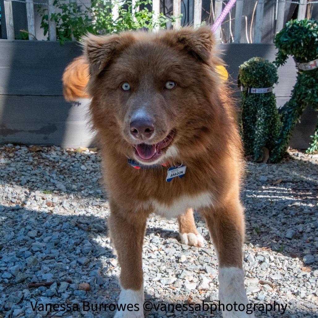 Enlarge Aragon, a Adoptable mixed breed in Wake Forest, NC image 1/6