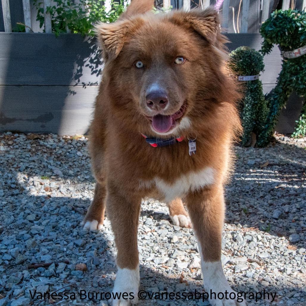 Enlarge Aragon, a Adoptable mixed breed in Wake Forest, NC image 2/6