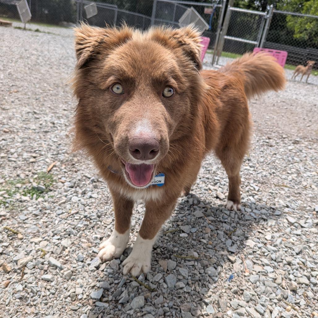 Enlarge Aragon, a Adoptable mixed breed in Wake Forest, NC image 3/6