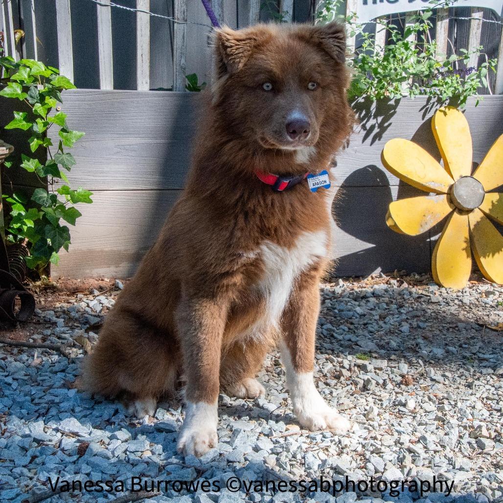 Enlarge Aragon, a Adoptable mixed breed in Wake Forest, NC image 4/6