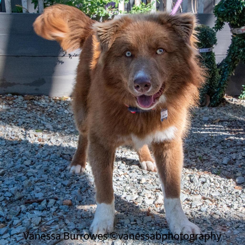 Enlarge Aragon, a Adoptable mixed breed in Wake Forest, NC image 5/6