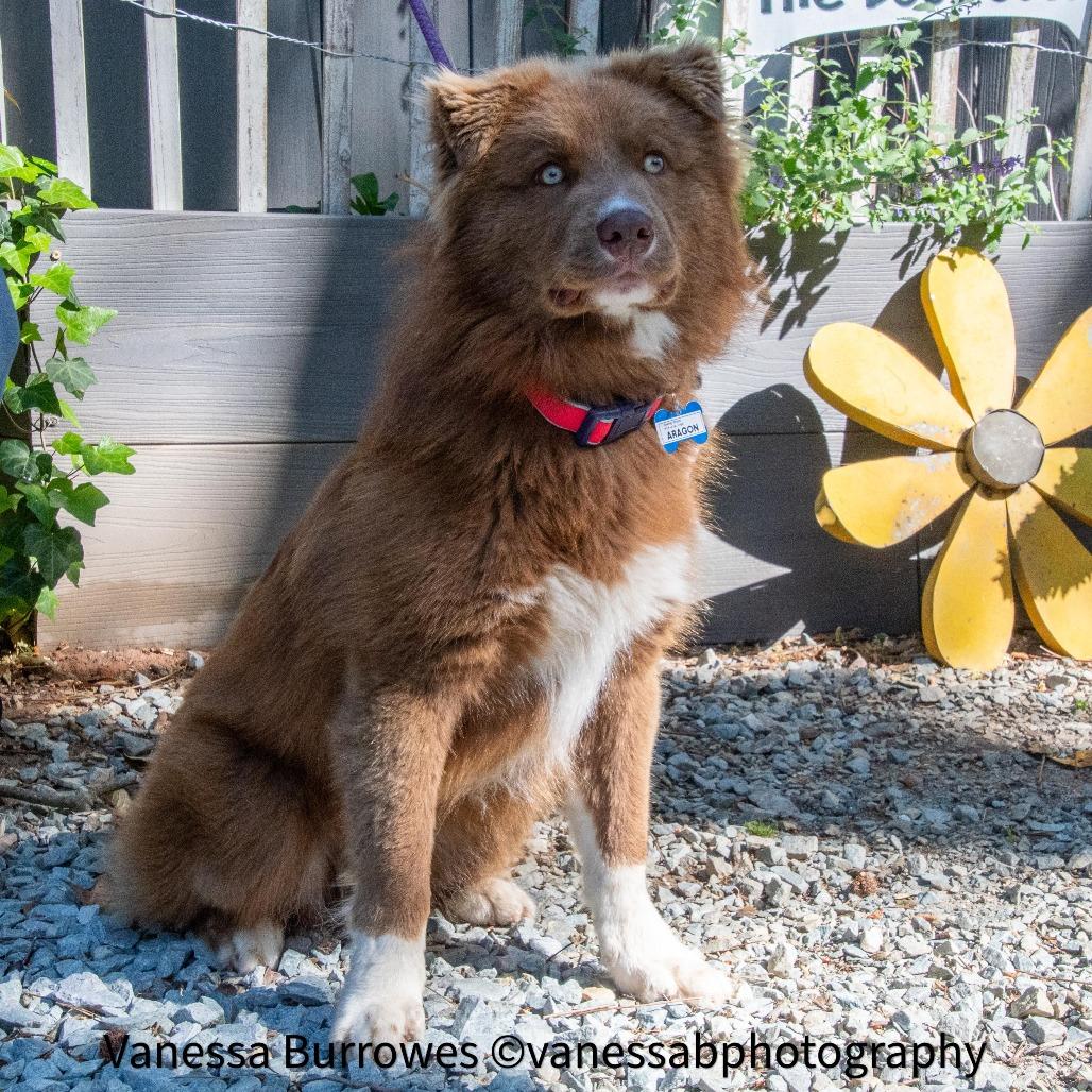 Enlarge Aragon, a Adoptable mixed breed in Wake Forest, NC image 6/6