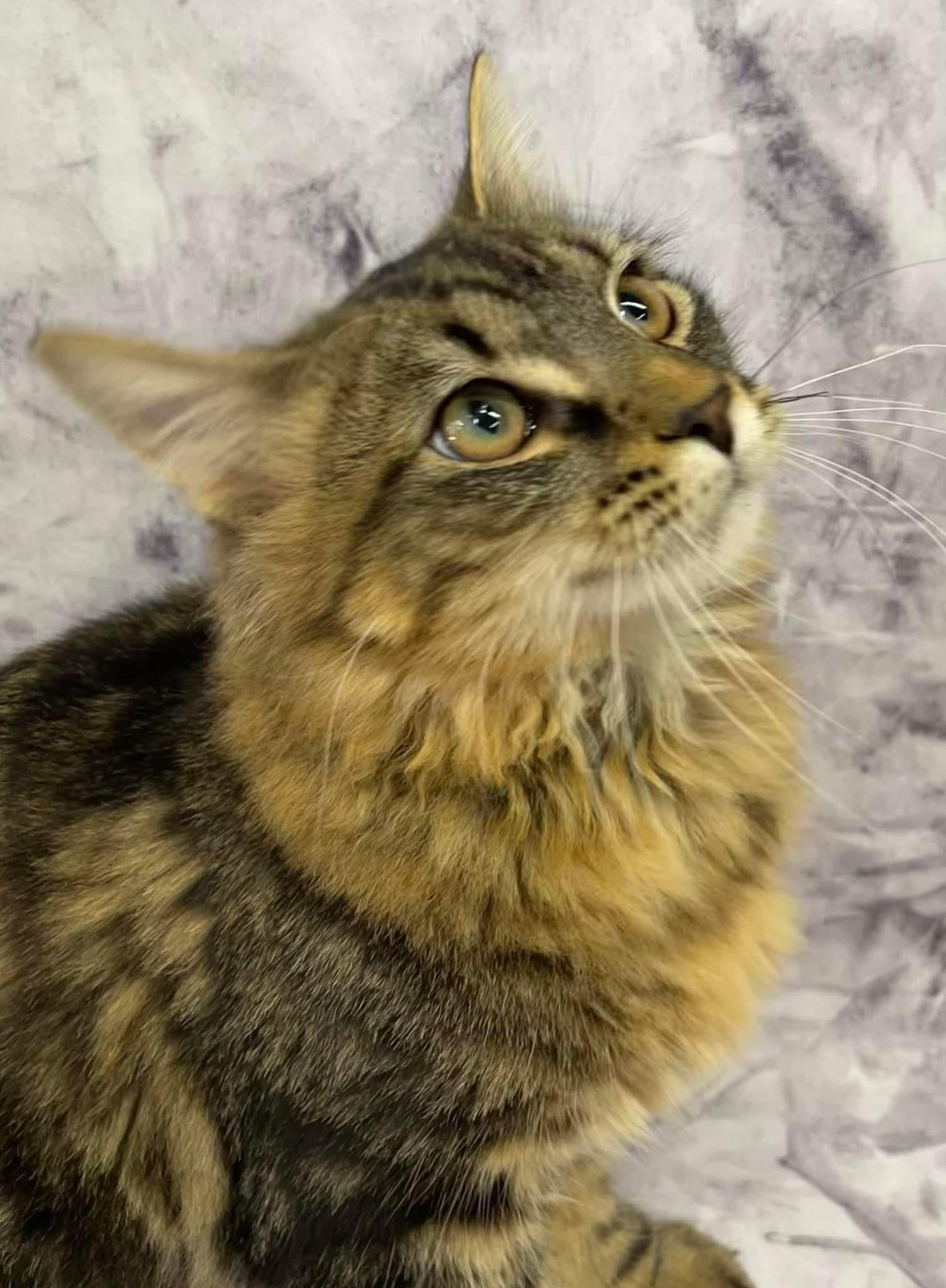 Lawrence Maine Coon Mix