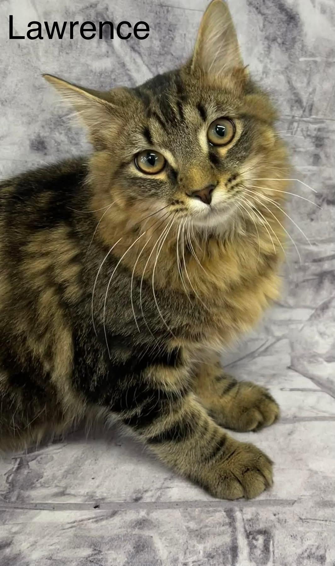 Lawrence Maine Coon Mix