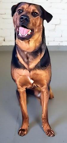 EARL, Adoptable, Young Male Shepherd.