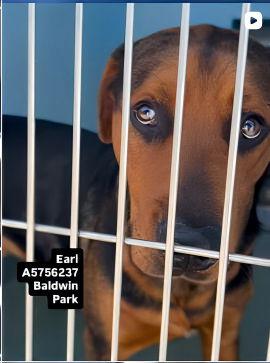 Enlarge EARL, a Adoptable Shepherd in Pasadena, CA image 2/2