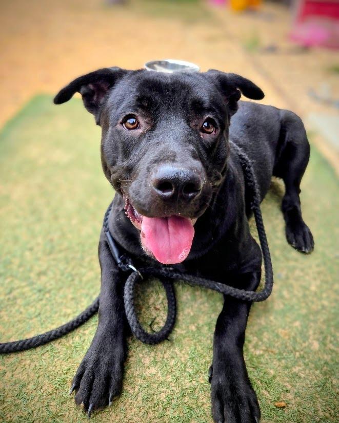 Enlarge Sharpie, a Adoptable mixed breed in Douglasville, GA image 1/6