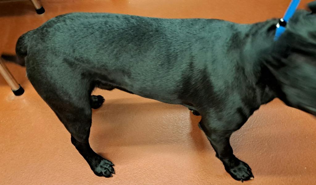 Enlarge Sharpie, a Adoptable mixed breed in Douglasville, GA image 2/6