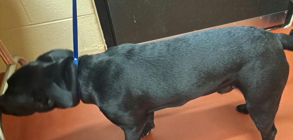 Enlarge Sharpie, a Adoptable mixed breed in Douglasville, GA image 3/6