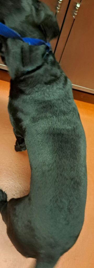 Enlarge Sharpie, a Adoptable mixed breed in Douglasville, GA image 4/6