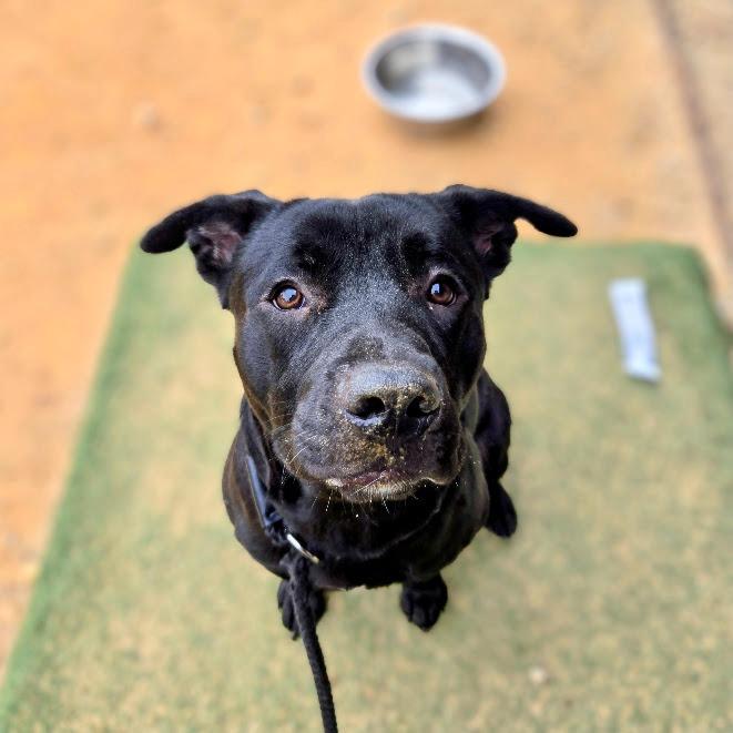 Enlarge Sharpie, a Adoptable mixed breed in Douglasville, GA image 5/6